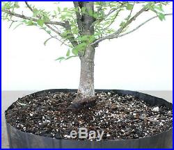 Bonsai tree, Japanese Gray Bark Elm, Zelkova, Informal Upright, A+ base