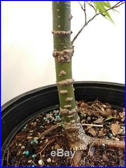 Bonsai tree Japanese maple arkawa cork bark 8 year rooted cutting