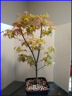 Bonsai tree Japanese maple katsura rooted cutting 5 year old