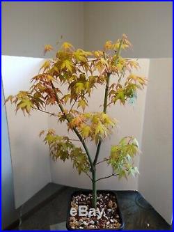 Bonsai tree Japanese maple katsura rooted cutting 5 year old