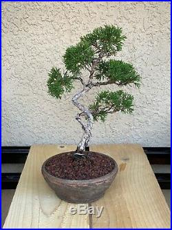 Bonsai tree Slanted shimpaku juniper, wire trained, nice SR pot