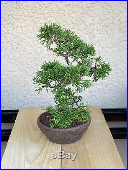 Bonsai tree Slanted shimpaku juniper, wire trained, nice SR pot
