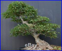 Bonsai tree Trident maple