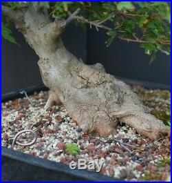 Bonsai tree Trident maple