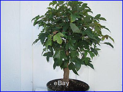 Bonsai tree Trident maple (Acer buergeranum) pre-bonsai 6 years old # 2