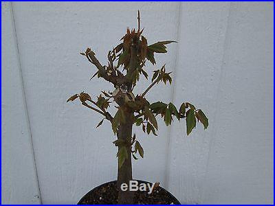 Bonsai tree Trident maple (Acer buergeranum) pre-bonsai 6 years old # 2