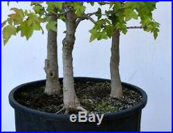 Bonsai tree Trident maple forest