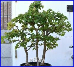 Bonsai tree Trident maple forest
