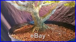 Bonsai tree, boxwood, buxus Microphylia, pre bonsai