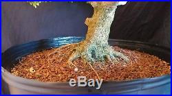 Bonsai tree, boxwood, buxus Microphylia, pre bonsai