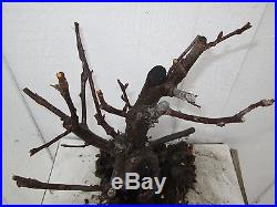 Bonsai tree flowering crabapple (6-7 years old) # 3 pre-bonsai