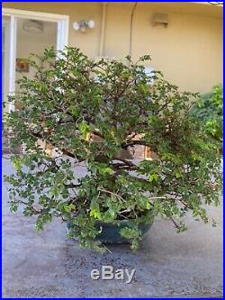 Bonsai tree for sale