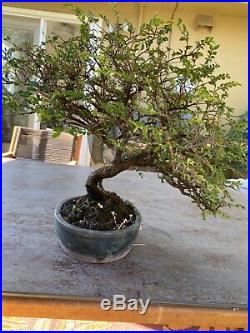 Bonsai tree for sale