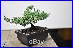 Bonsai tree japenese juniper 2-3 years