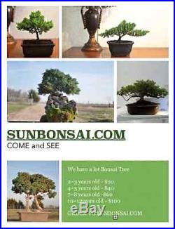 Bonsai tree japenese juniper 2-3 years