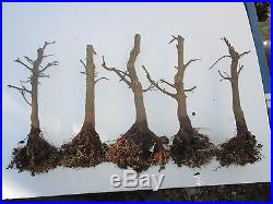 Bonsai trees Trident maple (pre-bonsai) Acer buergerianum lot of 10 stubs