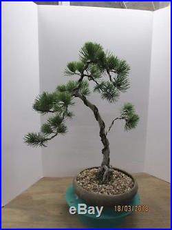 Bonsai white pine
