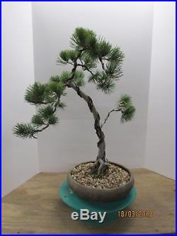 Bonsai white pine