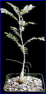 Boswellia neglecta Seed Grown New Offering! Frankincense Biblical Garden Plant