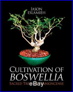 Boswellia sacra seeds 100 True Frankincense Biblical Boswellia sacra seeds