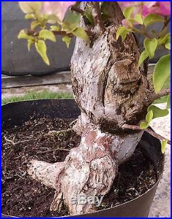 Bougainvillea Bonsai Tree, Imperial Delight Variety, Old Prebonsai! #3