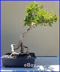 Bougainvillea Bonsai Tree, Sale