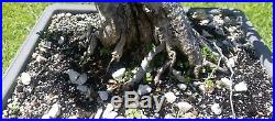 Bougainvillea Pixie Pre Bonsai Tree
