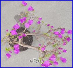 Bougainvillea Pre Bonsai Dwarf Kifu Big Fat Trunk Purple Flowers