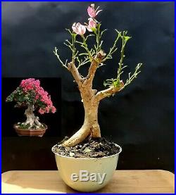 Bougainvillea Pre bonsai Amazing plant Approximately 16 years old plant