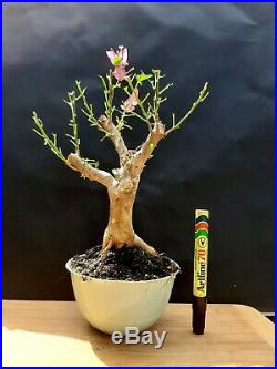 Bougainvillea Pre bonsai Amazing plant Approximately 16 years old plant