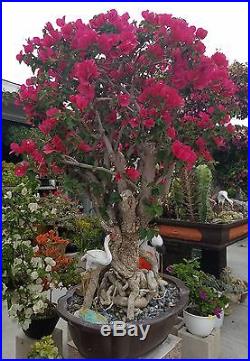 Bougainvillea Red Bonsai Tree, SALE