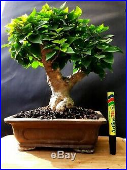 Bougainvillea SUNVILLEA ROSE Bonsai Approximately 25 years old plant