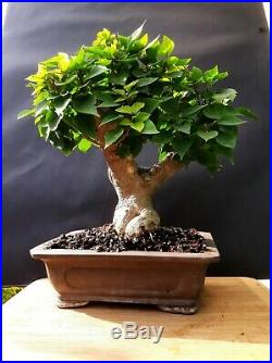 Bougainvillea SUNVILLEA ROSE Bonsai Approximately 25 years old plant