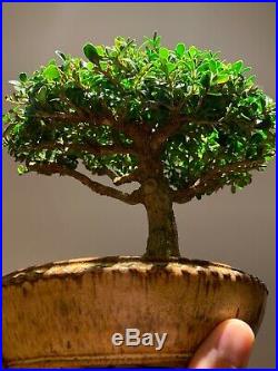 Boxwood Bonsai Pot By Sara Rayner