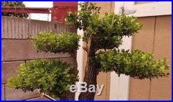Boxwood Bonsai Tree