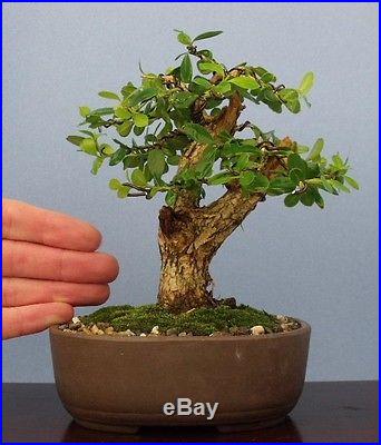 Boxwood Specimen Shohin Bonsai Tree compare to pine maple juniper