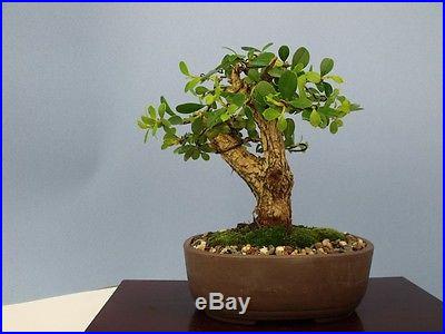 Boxwood Specimen Shohin Bonsai Tree compare to pine maple juniper