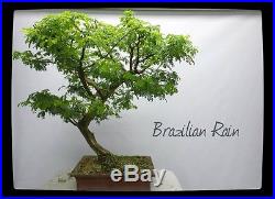 Brazilian Rain Bonsai Tree #52032