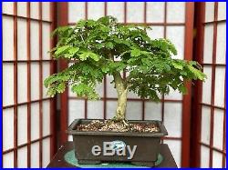Brazilian Rain Tree Bonsai 5+years Old Great Movement 1trunk 3root Spread