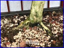 Brazilian Rain Tree Bonsai 5+years Old Great Movement 1trunk 3root Spread