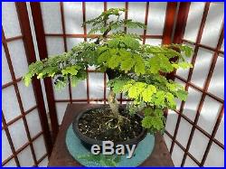 Brazilian Rain Tree Bonsai With Some Nice Movement And A Great 4 Roots Spread
