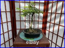 Brazilian Rain Tree Bonsai With Some Nice Movement And A Great 4 Roots Spread