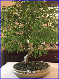 Brazilian Raintree Bonsai, 24 year old specimen, styled and show ready
