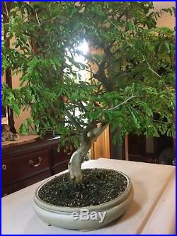 Brazilian Raintree Bonsai, 24 year old specimen, styled and show ready