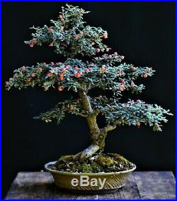 Bright Bead Cotoneaster, Cotoneaster glaucophyllus bonsai small size