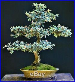 Bright Bead Cotoneaster, Cotoneaster glaucophyllus bonsai small size