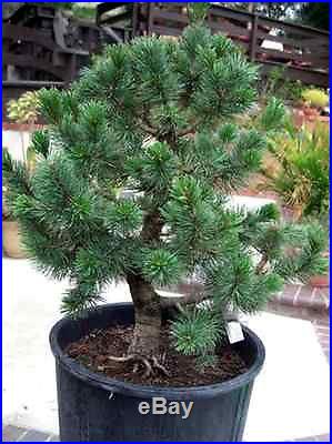 Bristlecone Pine (Pinus Aristata) Seeds OLDEST Living Tree in the WORLD! RARE