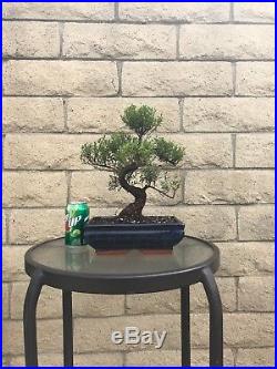 Brush Cherry Bonsai Tree 15 Year Old Flowering Indoor/Outdoor 15 Plant