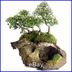 Brussel's Bonsai Chinese Elm ST0216CELR-B Outdoor Bonsai Live Tree