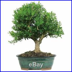 Brussel's Bonsai Harland Boxwood DT3513HB Outdoor Bonsai Live Tree